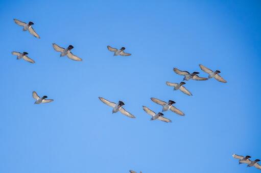 ハトの飛翔⑼ 鳥,ハト,鳥類の写真素材