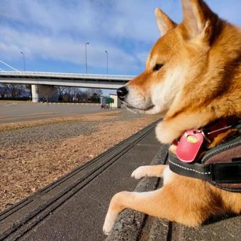 運動公園の階段で休憩中の柴犬! 運動公園の階段で休憩中の柴犬! 犬,柴犬,シバの写真素材