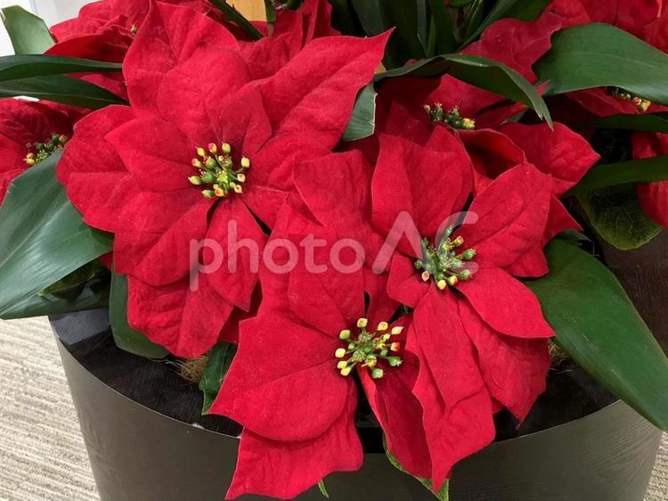 真っ赤な葉っぱのポインセチア　クリスマス ポインセチア,観葉植物,クリスマスの写真素材