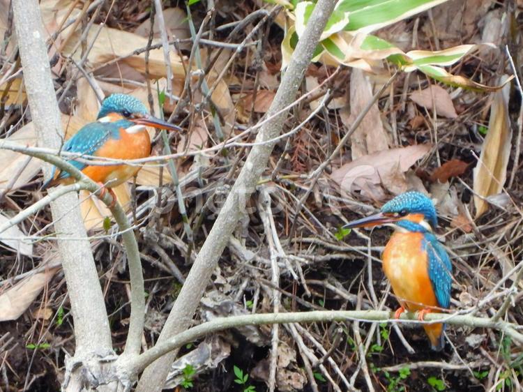 枯れ枝にとまる２羽のカワセミ　アップ カワセミ,鳥,鳥類の写真素材