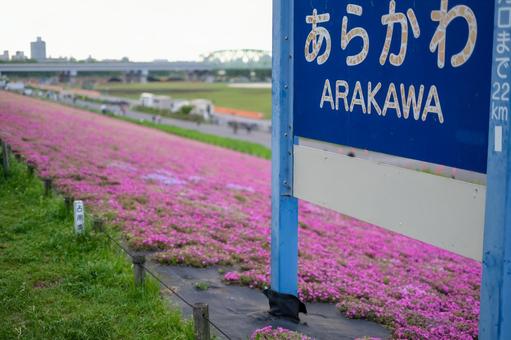 Moss Phlox at Shin-Arakawa Ohashi Green Space, JPG