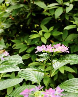 長野長谷寺の紫陽花14 長野長谷寺の紫陽花14 長谷寺,紫陽花,フラワーの写真素材