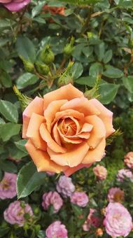 薔薇 薔薇の写真