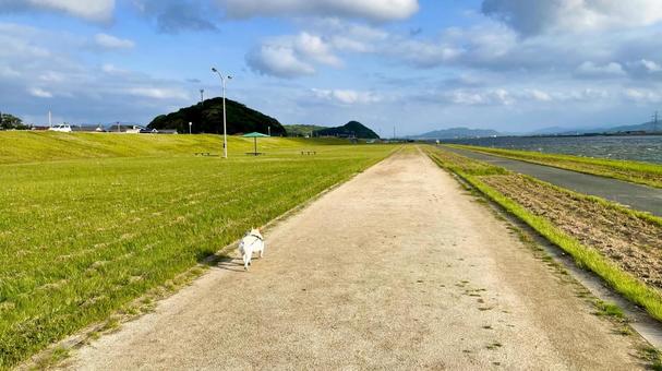 遠賀川を歩くフレブル 遠賀川を歩くフレブル フレンチブルドッグ,遠賀川,河川敷の写真素材