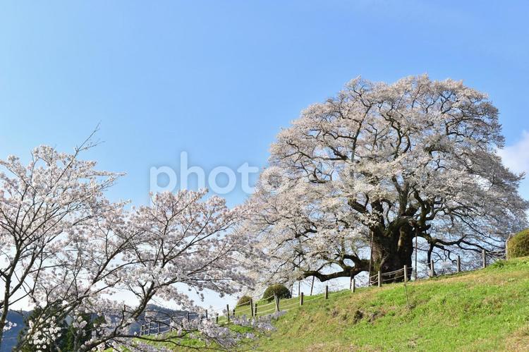 醍醐桜　桜　春 岡山県,岡山,醍醐桜の写真素材