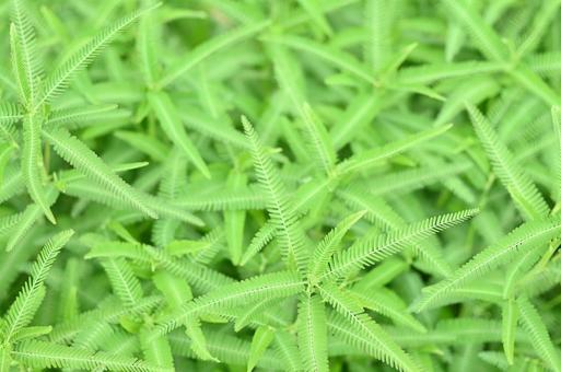 Photo, grass, weed, green, 
