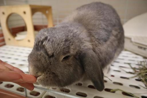 飼い主の手のにおいを嗅ぐうさぎ。 飼い主の手のにおいを嗅ぐうさぎ。の写真