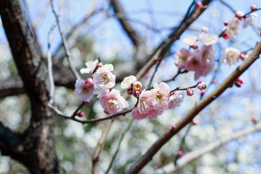 春の風に揺れる淡紅色の梅 ピンクの梅,梅,花の写真素材