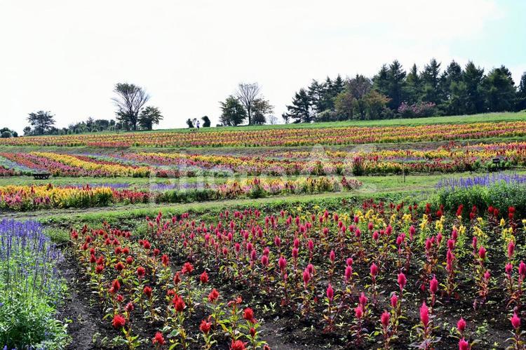 ケイトウの花畑（栃木那須） 花,花畑,ケイトウの写真素材