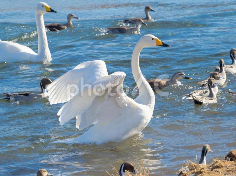 翼を半分広げた白鳥 鳥,オオハクチョウ,湖の写真素材