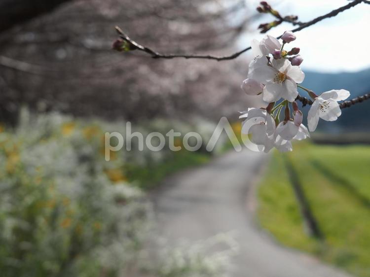 桜並木　もうすぐ見頃 桜,蕾,七分の写真素材