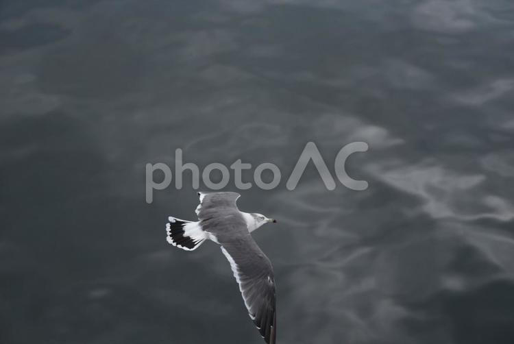 留萌の夏の海岸 かもめ,カモメ,津軽の写真素材