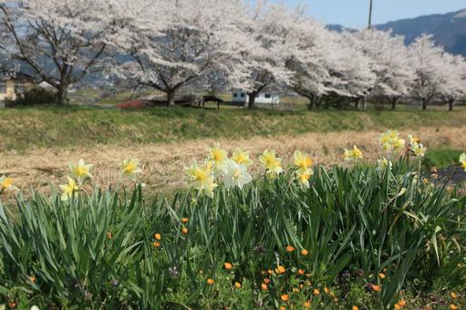桜並木 桜並木の写真