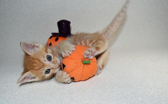 ハロウィンのオモチャにじゃれる子猫 ハロウィンのオモチャにじゃれる子猫 ハロウィン,子猫,秋の写真素材