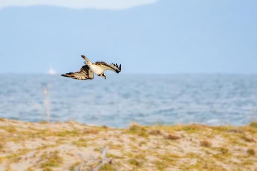 ミサゴ(133)の写真