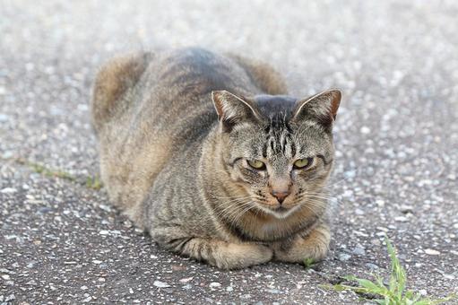 香箱座りをするキジトラ猫 香箱座りをするキジトラ猫の写真