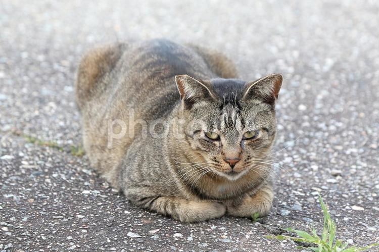 香箱座りをするキジトラ猫 猫,野良猫,飼い猫の写真素材
