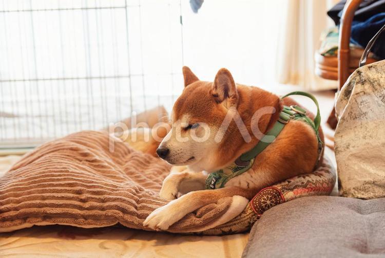 ベッドでくつろいで眠くなった柴犬 しばいぬ,柴犬,日本犬の写真素材