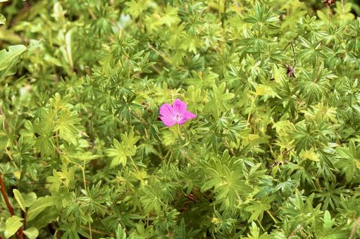 雑草の中に咲くピンクの花 雑草の中に咲くピンクの花 雑草,草,自然の写真素材