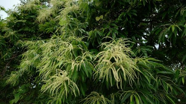 栗の木の花 栗の木の花の写真