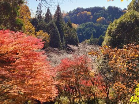四季桜と紅葉 愛知県豊田市市場城跡より 四季桜と紅葉 愛知県豊田市市場城跡よりの写真