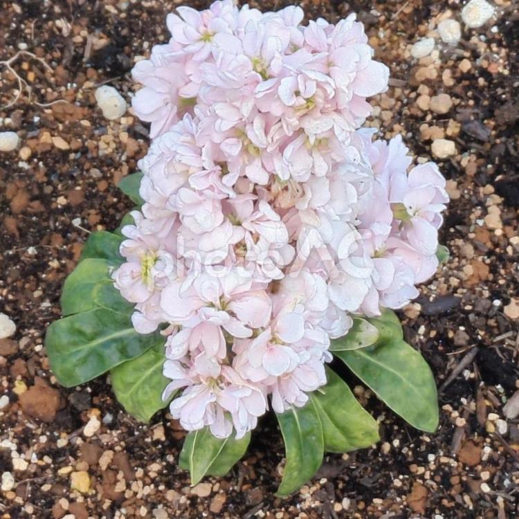 アラセイトウ 紫羅欄花,アラセイトウ,白の写真素材
