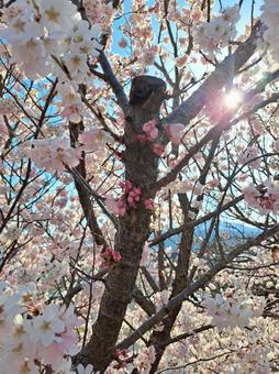 春めき桜 春めき桜の写真