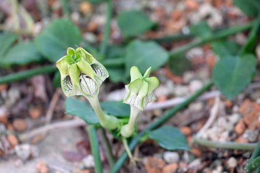 セロペギア・ハムレットの花 セロペギア・ハムレットの花 セロペギア,ハムレット,ガガイモ科の写真素材