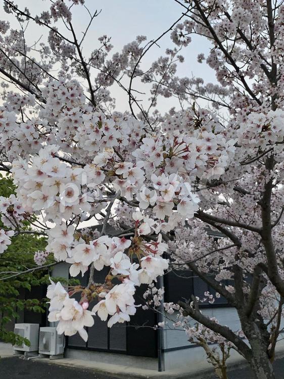 桜 春,自然,枝の写真素材