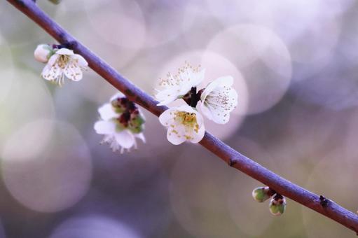 可愛い白い梅の花 花,春,梅の写真素材