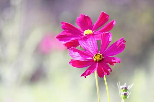 Landscape with cosmos flowers, JPG