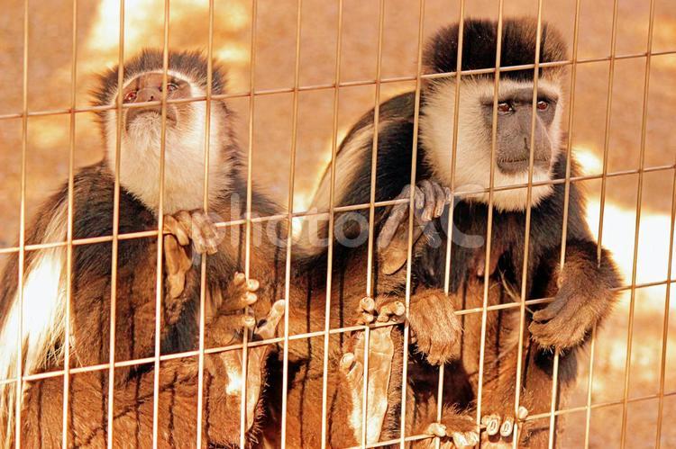 檻の中のテナガザル テナガザル,手長猿,猿の写真素材