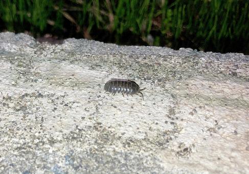 ダンゴムシ ダンゴムシ ダンゴムシ,団子虫,丸まるの写真素材