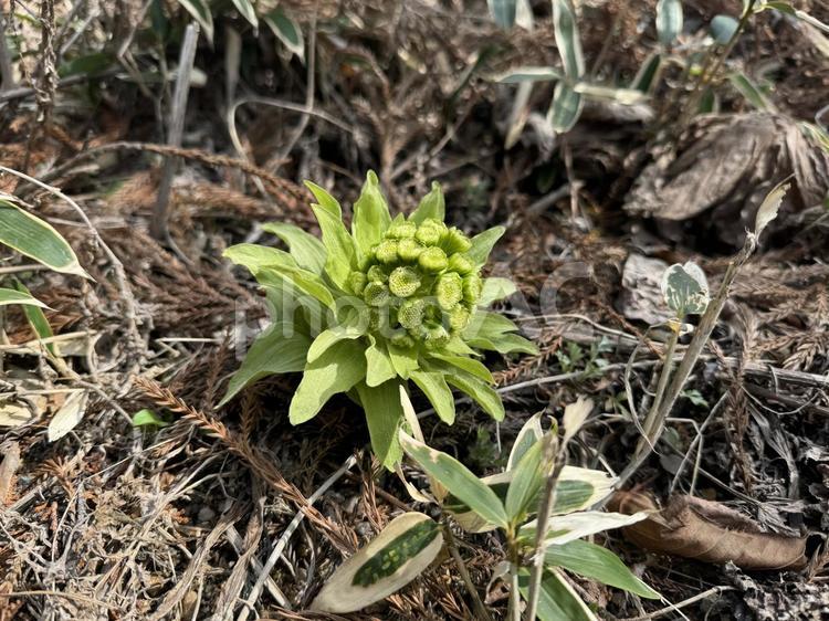 ふきのとう 春,植物,ふきのとうの写真素材