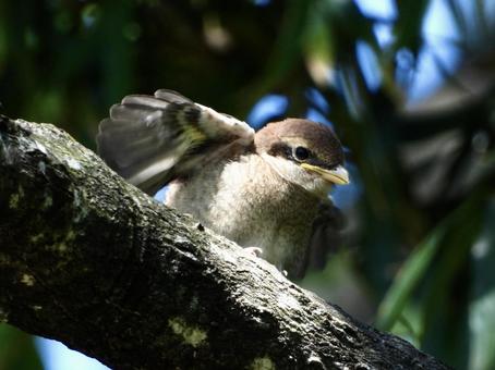 young shrike flapping its wings, JPG