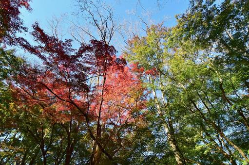 <秋のイメージ>紅葉 <秋のイメージ>紅葉の写真
