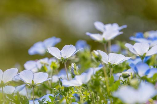 光に透ける可憐なネモフィラ ネモフィラ,花,植物の写真素材