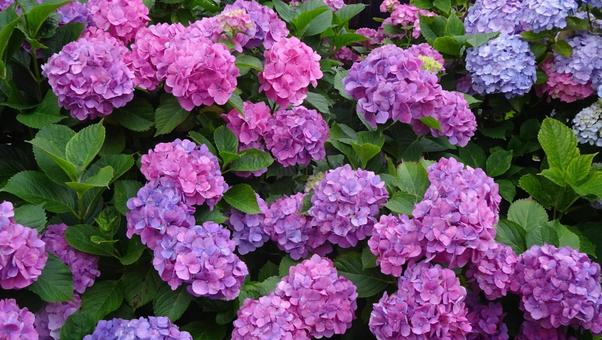 紫陽花の群れ 紫陽花の群れ 夜,花,初夏の写真素材