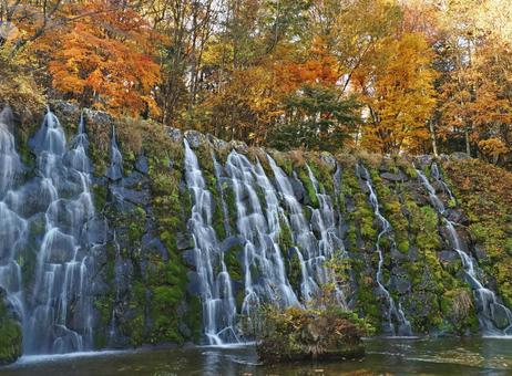 花の都公園 竜神の滝 花の都公園明神の滝,紅葉と滝,苔の写真素材