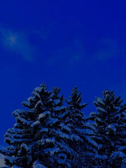 サイレントナイト ツリー,雪,冬の写真素材