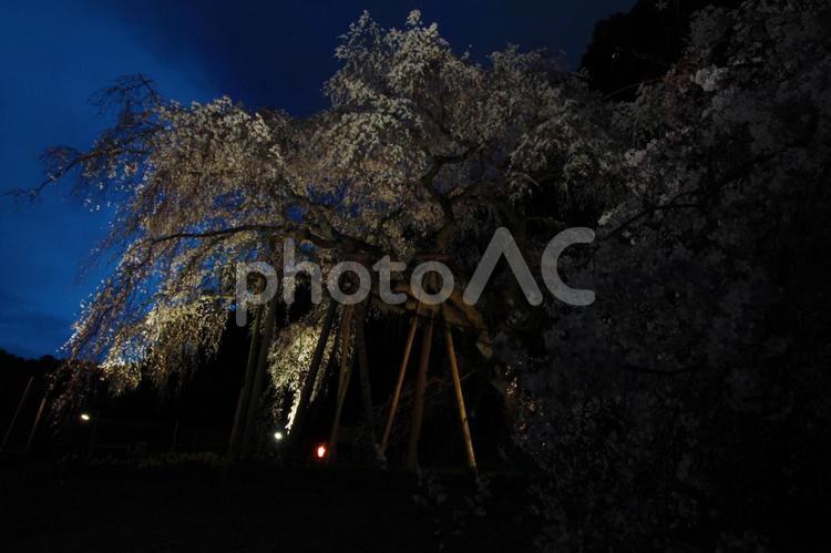 しだれ桜 しだれ桜,桜,春の写真素材