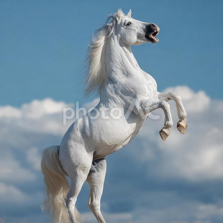 砂塵を舞い上げて立ち上がる馬 馬,白馬,躍動感の写真素材