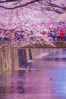 目黒川桜満開の橋 目黒川桜満開の橋 桜,目黒川,橋の写真素材