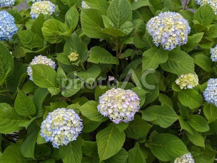 咲き始めの紫陽花　（白色） 紫陽花,あじさい,背景の写真素材