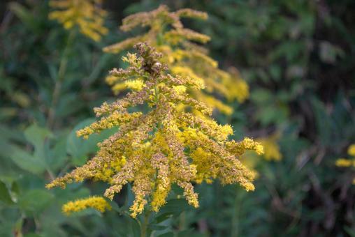 セイタカアワダチソウ セイタカアワダチソウ,秋,晩秋の写真素材