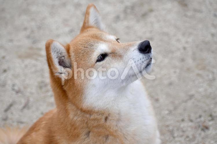柴犬・見上げる 柴犬,柴,犬の写真素材