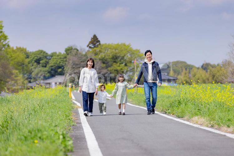 菜の花畑のある土手を歩く家族 人物,男性,女性の写真素材