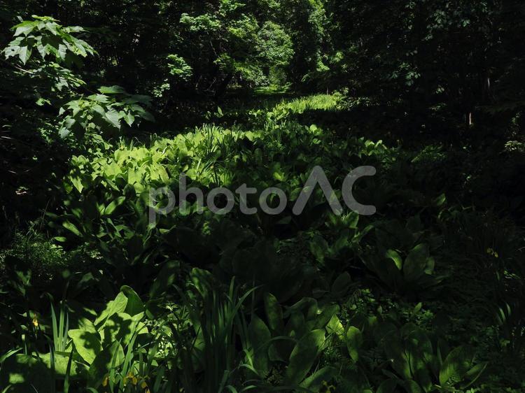 光差し込む湿地帯 春,夏,植物の写真素材