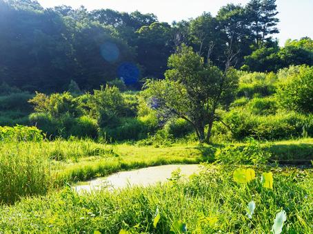 山間の小さな池、深い緑の木々 山間の小さな池、深い緑の木々の写真