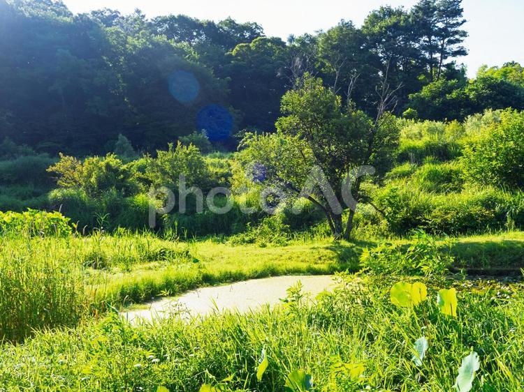 山間の小さな池、深い緑の木々 夏,山間,池の写真素材